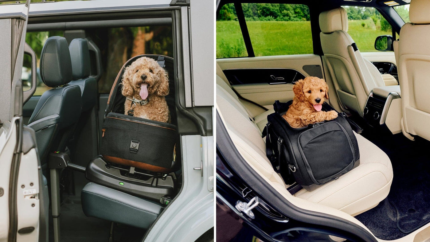 Tavo Pets Maeve vs. Dupree | Pet Car Seat Comparison