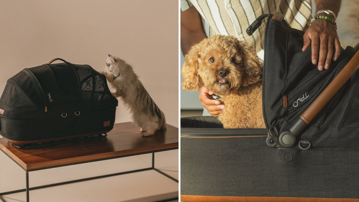 Tavo Pets | Maeve Pet Car Seat | Small Flex vs. Medium Flex vs. Medium Rigid