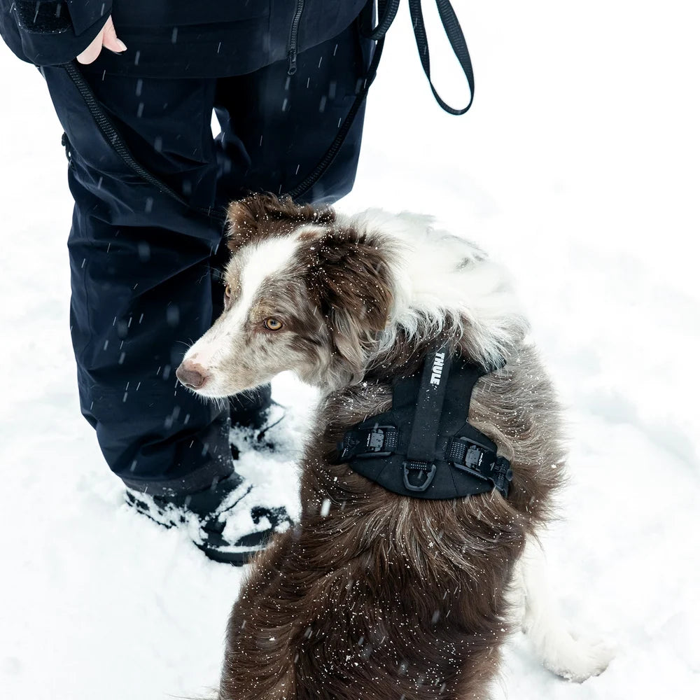 Thule Dart Harness- Strolleria