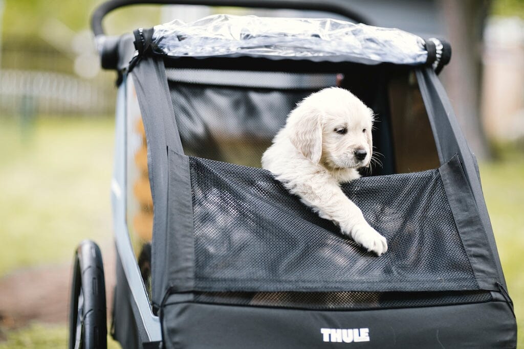 Thule Courier Dog Trailer Kit- Strolleria