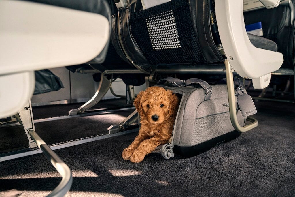 TAVO Pets Dupree II Airline Carry-on Pet Car Seat