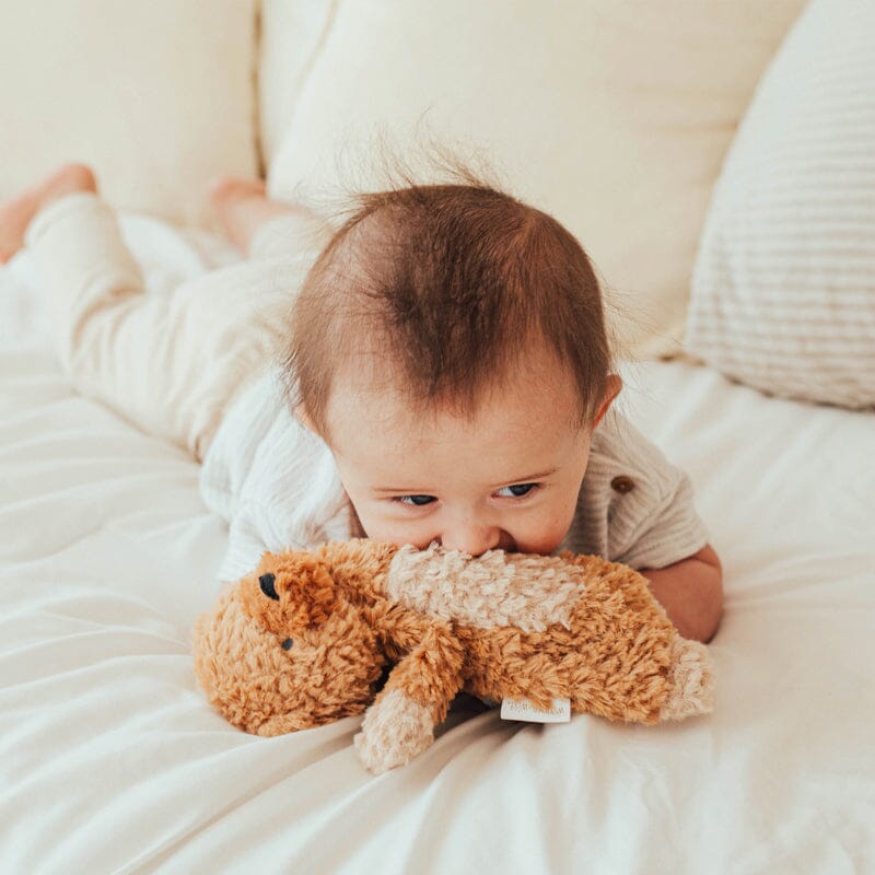 Wonder and Wise Bear Love