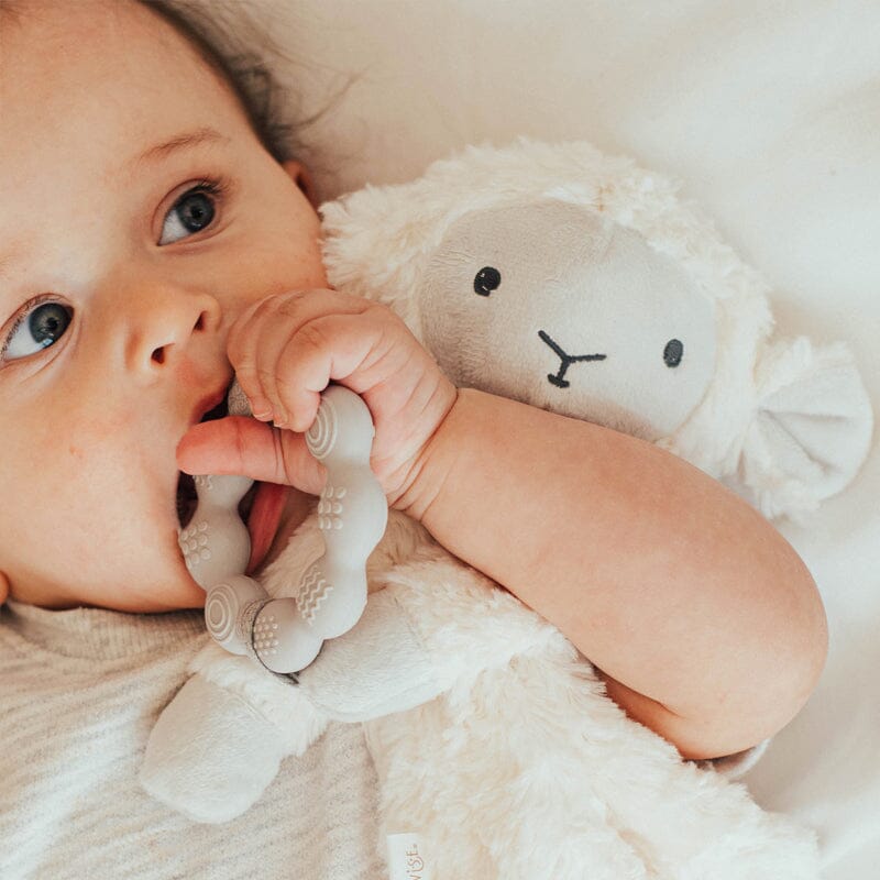 Wonder and Wise Lamb Love